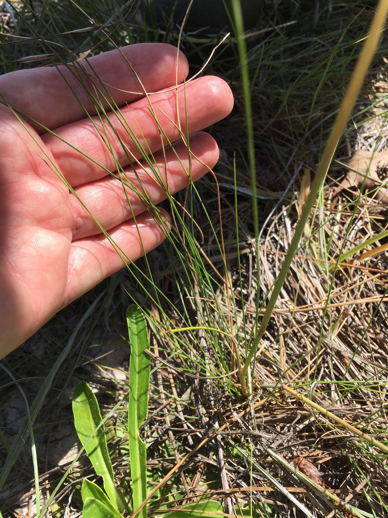 Image of Black-Seed Spear Grass