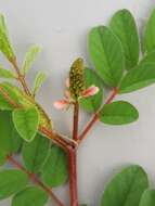 Indigofera astragalina DC.的圖片