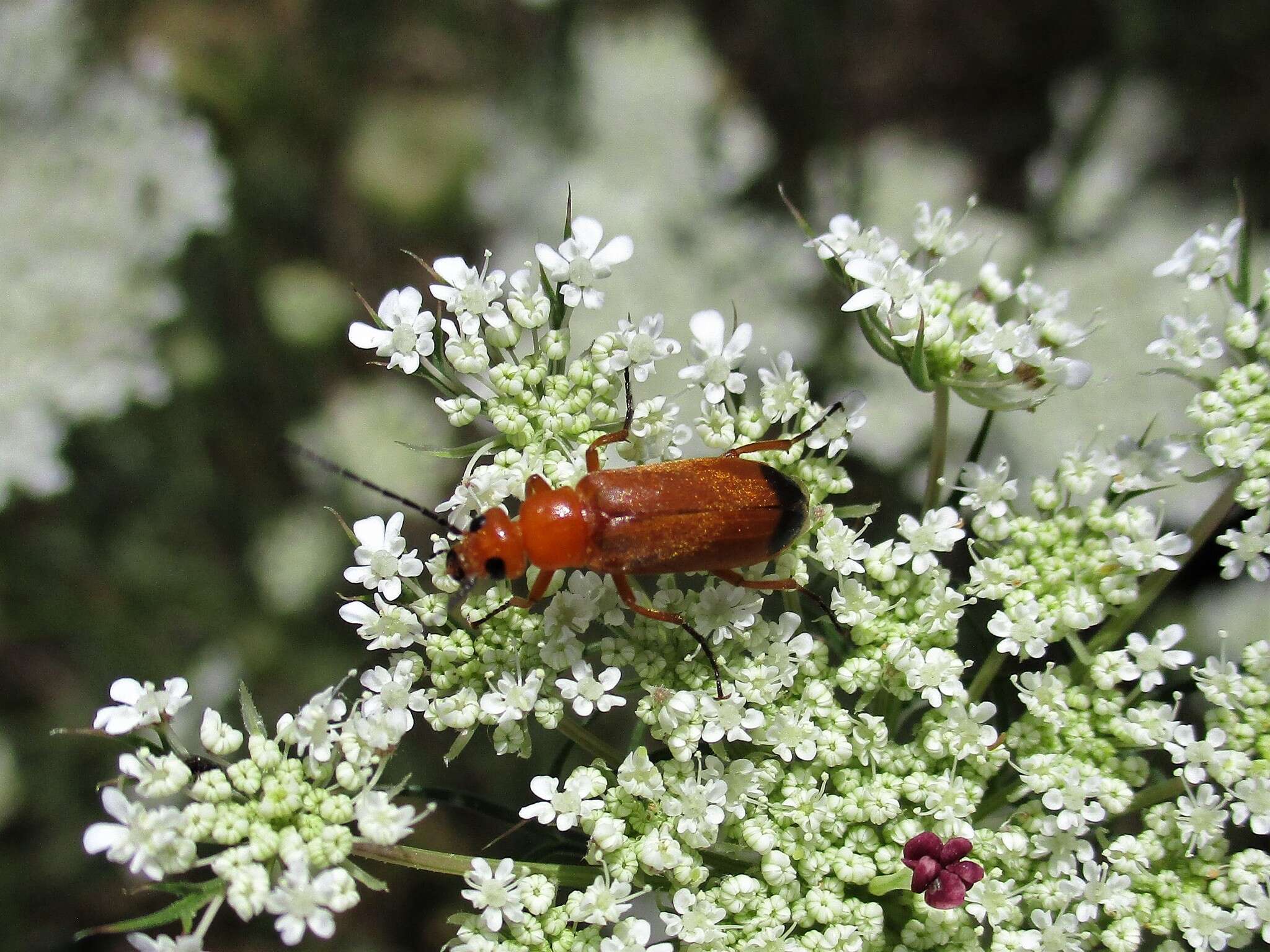 Image of <i>Zonitis flava</i>