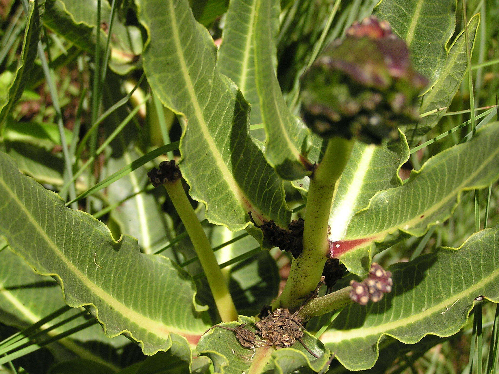 Image of Xysmalobium stockenstromense Scott Elliott