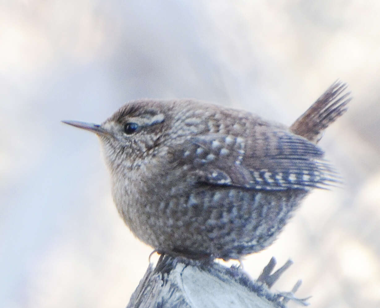 Image of Eastern Winter Wren