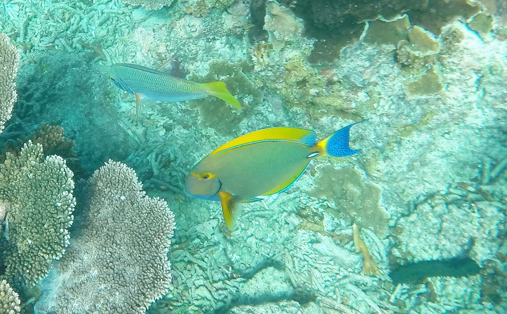 Image of Dussumier's Surgeonfish