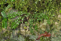 Image de Asplenium tripteropus Nakai