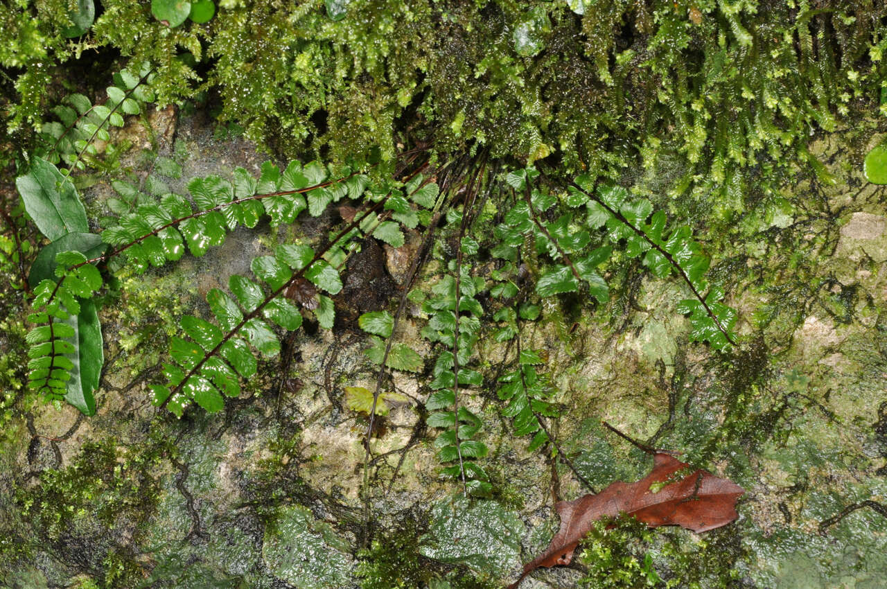 Слика од Asplenium tripteropus Nakai