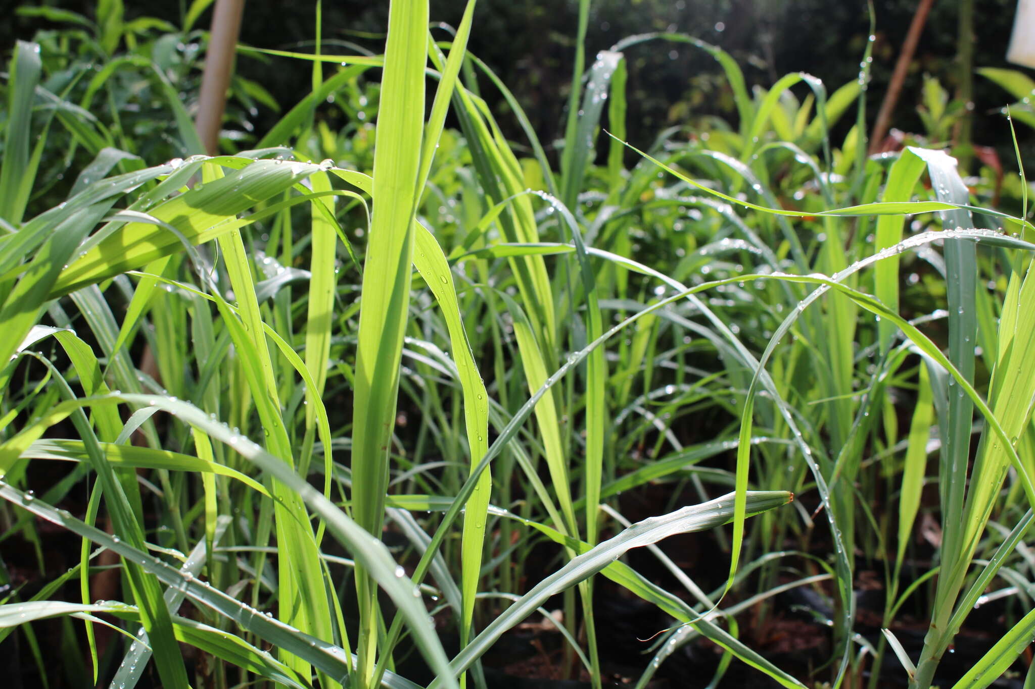 Image of lemon grass