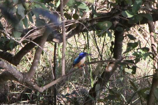 Image of Half-collared Kingfisher