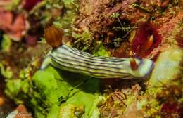 Image of Orange gilled purple lined white slug