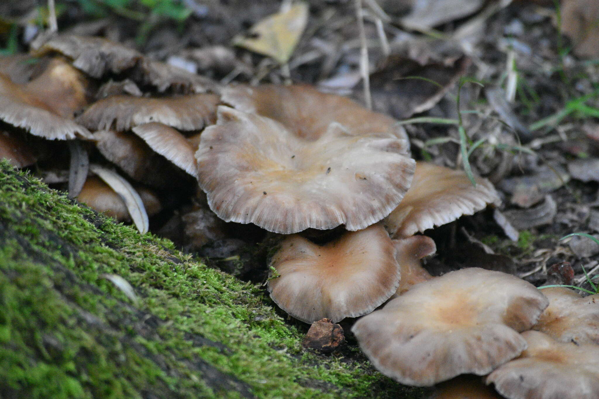 Cyclocybe aegerita (V. Brig.) Vizzini 2014 resmi