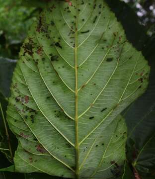 Leea macrophylla Roxb. ex Hornem. resmi