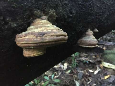 Image of Ganoderma williamsianum Murrill 1907