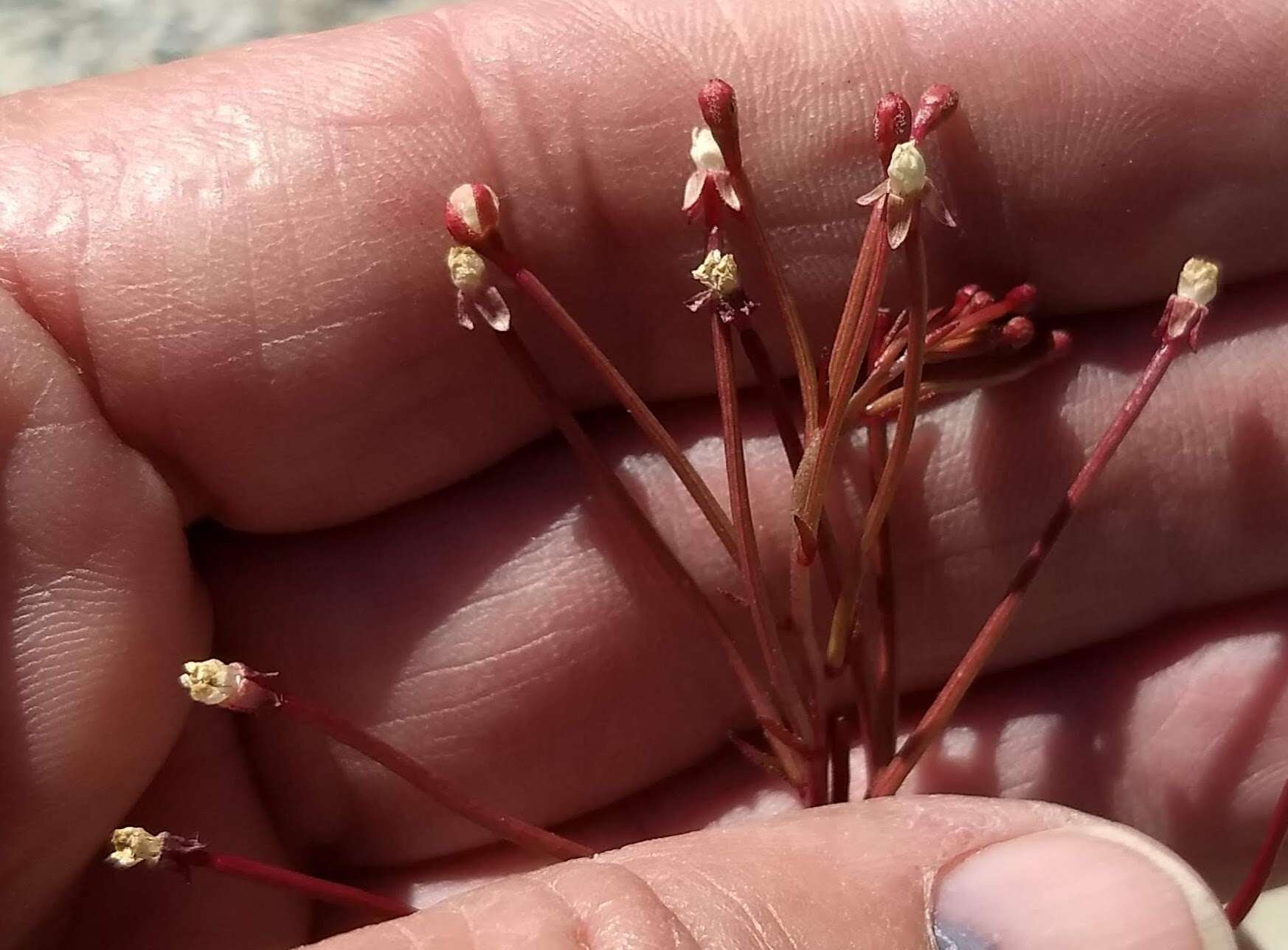 Eremothera chamaenerioides (A. Gray) W. L. Wagner & Hoch的圖片