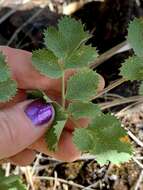 صورة Lomatium howellii (S. Wats.) Jepson