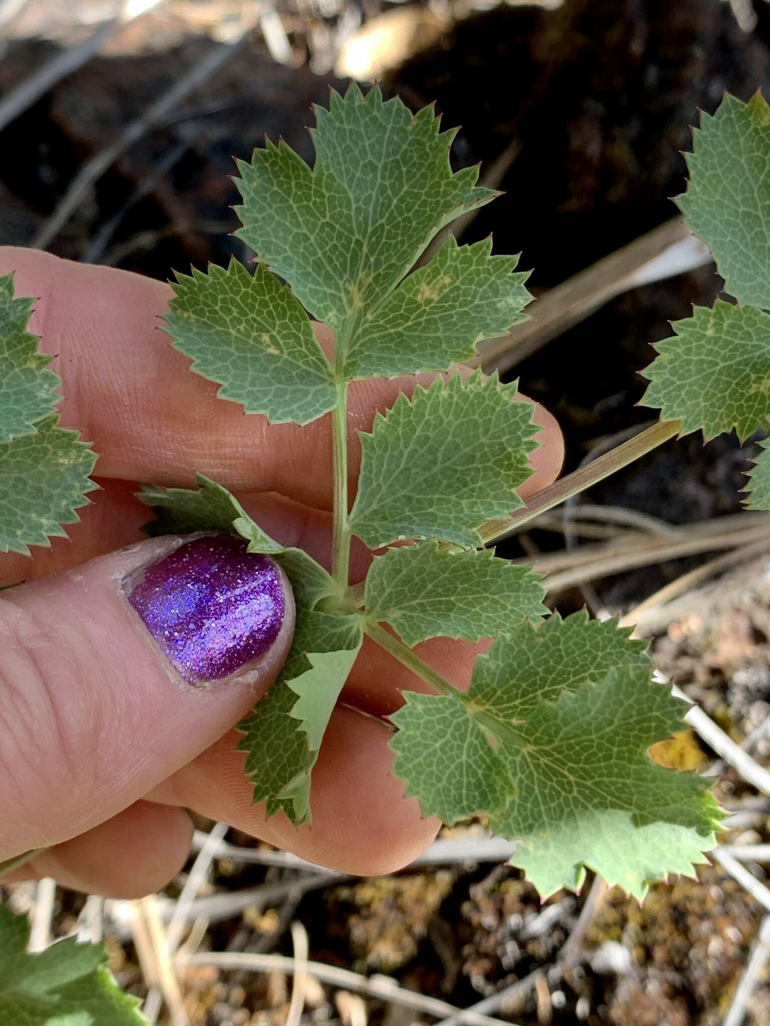 Слика од Lomatium howellii (S. Wats.) Jepson