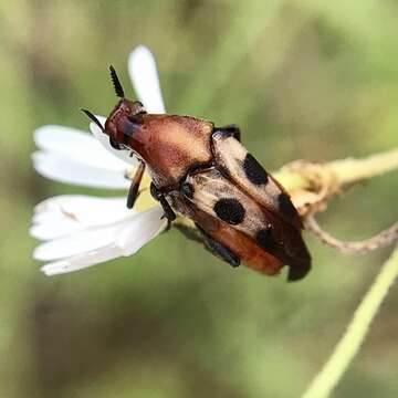 Image of Macrosiagon octomaculatus (Gerstaecker 1855)