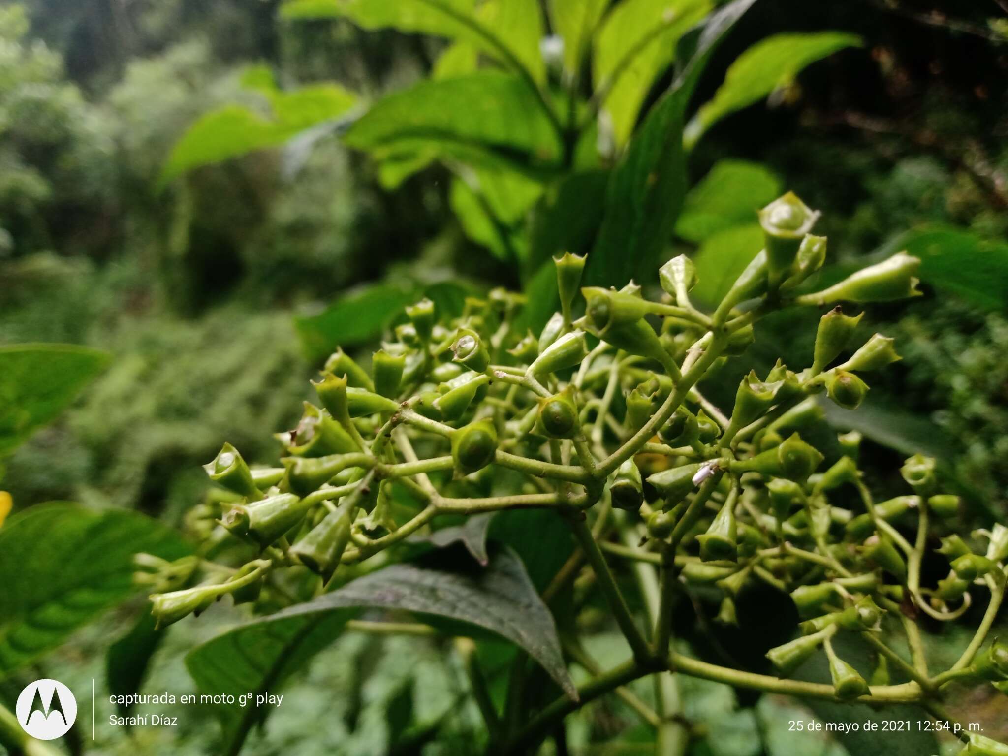 Слика од Deppea grandiflora Schltdl.