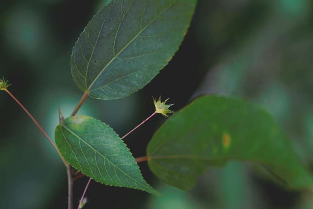 Imagem de Acalypha leptopoda Müll. Arg.