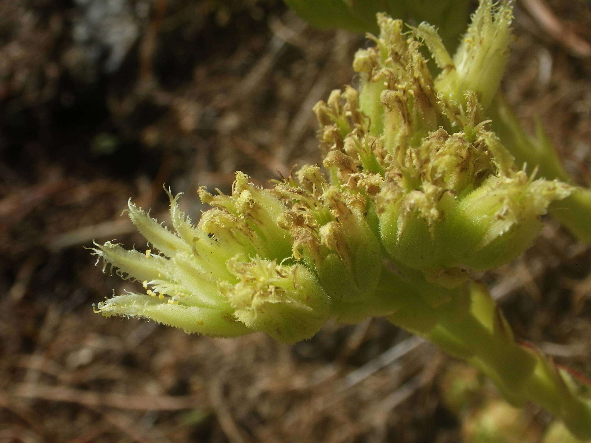 Imagem de Sempervivum globiferum subsp. allionii (Jord. & Fourr) H.