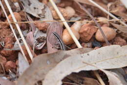 Image of Ornate Soil-crevice Skink