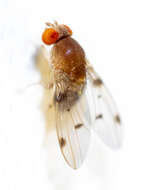 Image of Pomace fly