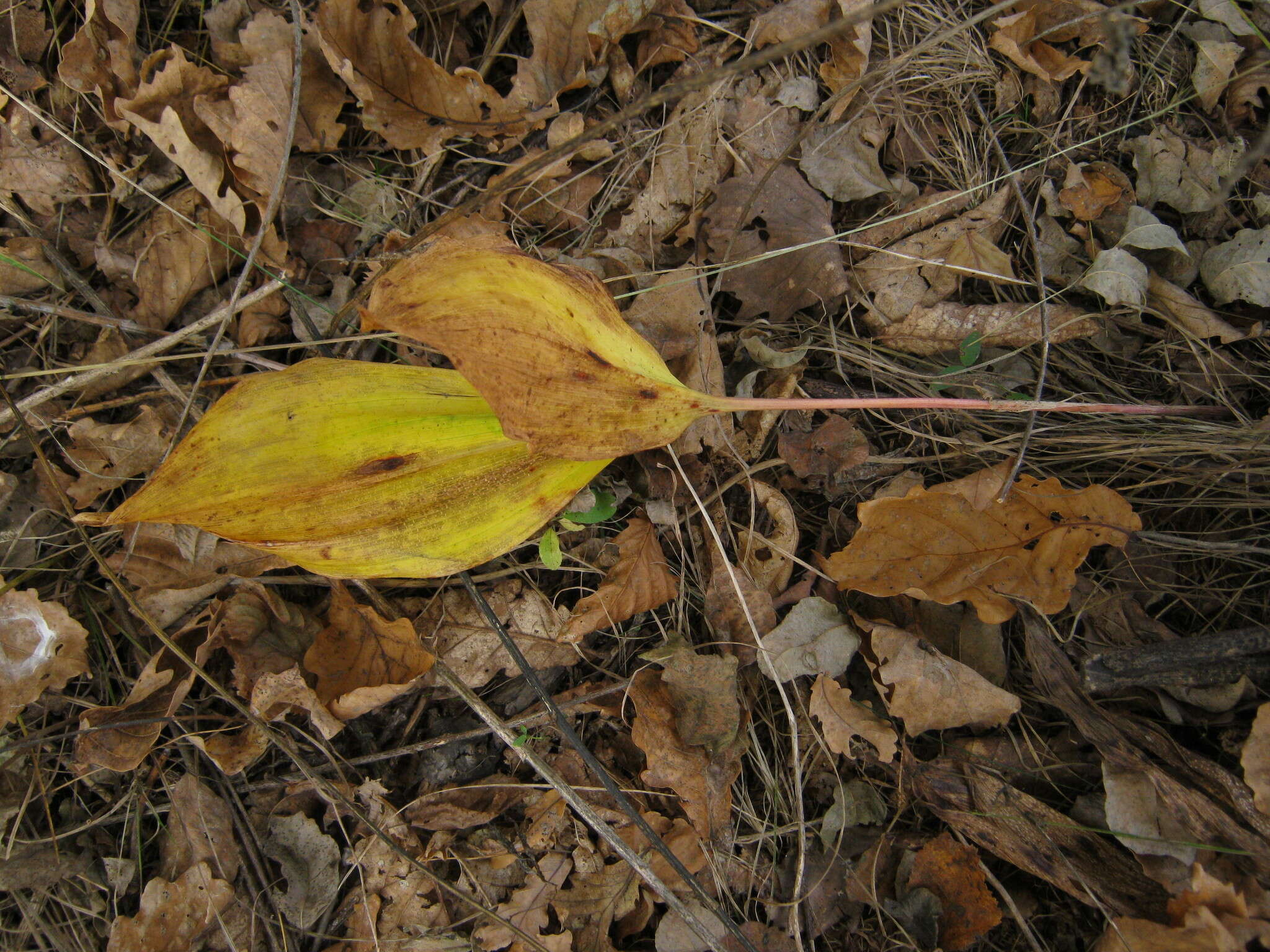 Image of Convallaria keiskei Miq.