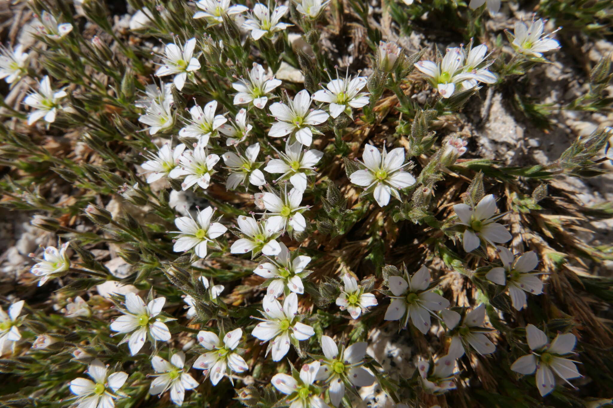 Image of Nuttall's sandwort