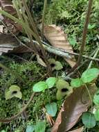 Image of Asarum rosei Sinn