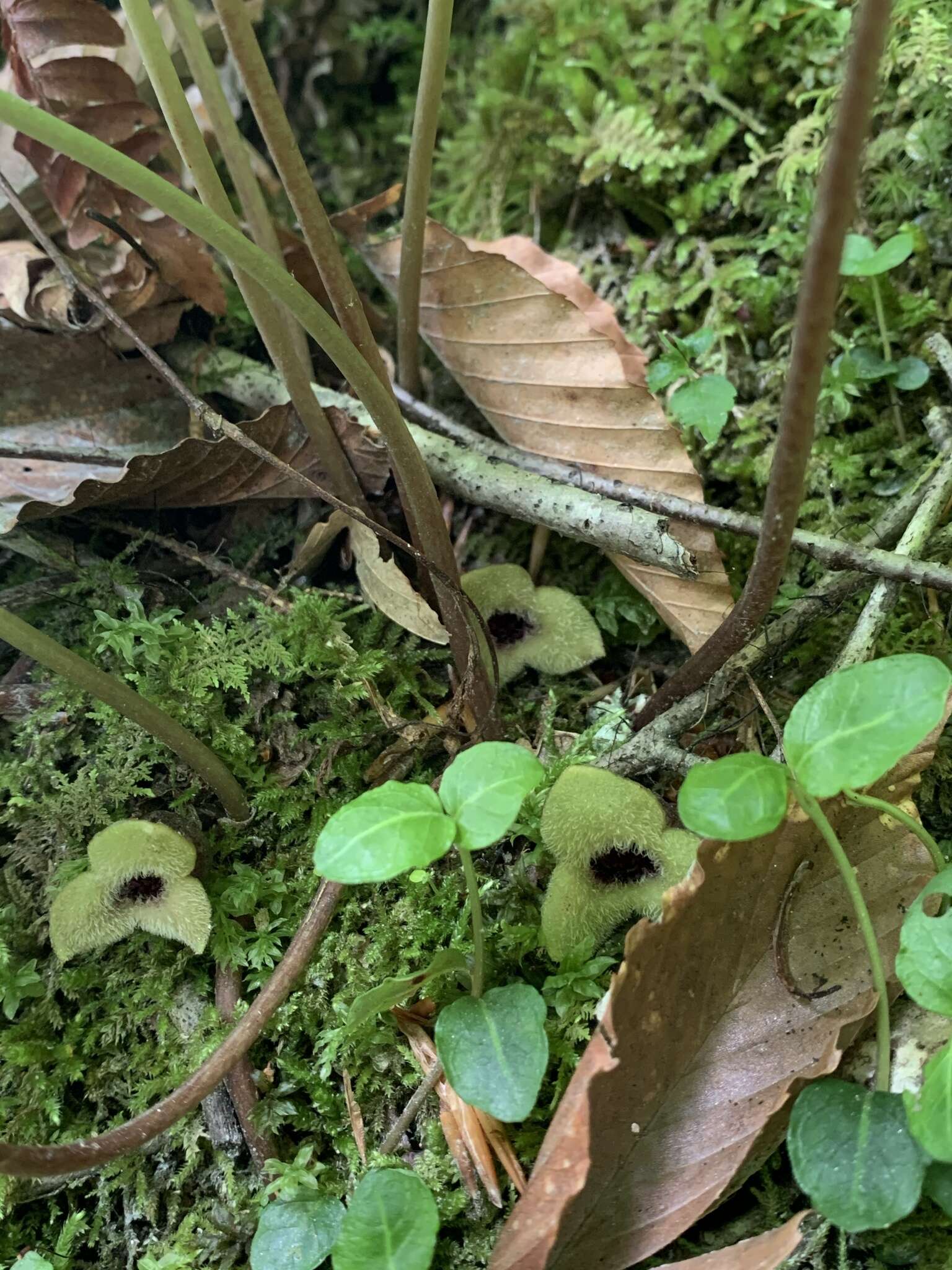 Image of Asarum rosei Sinn