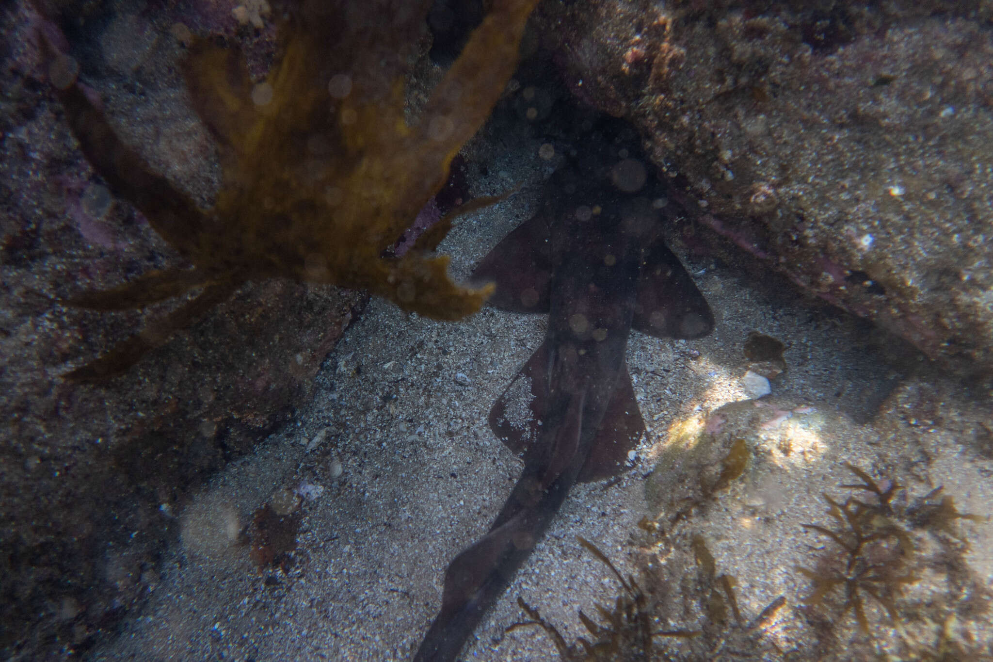 Image of blind sharks