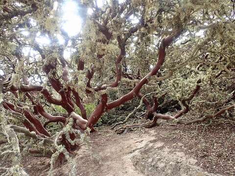 Image of Montara manzanita