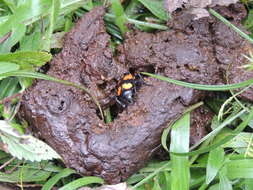 Image of Nicrophorus (Nicrophorus) scrutator (Blanchard & É. 1842)