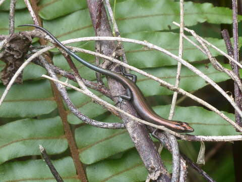 Image of Azure-tailed Skink