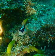 Image of Yellow-and-black Triplefin