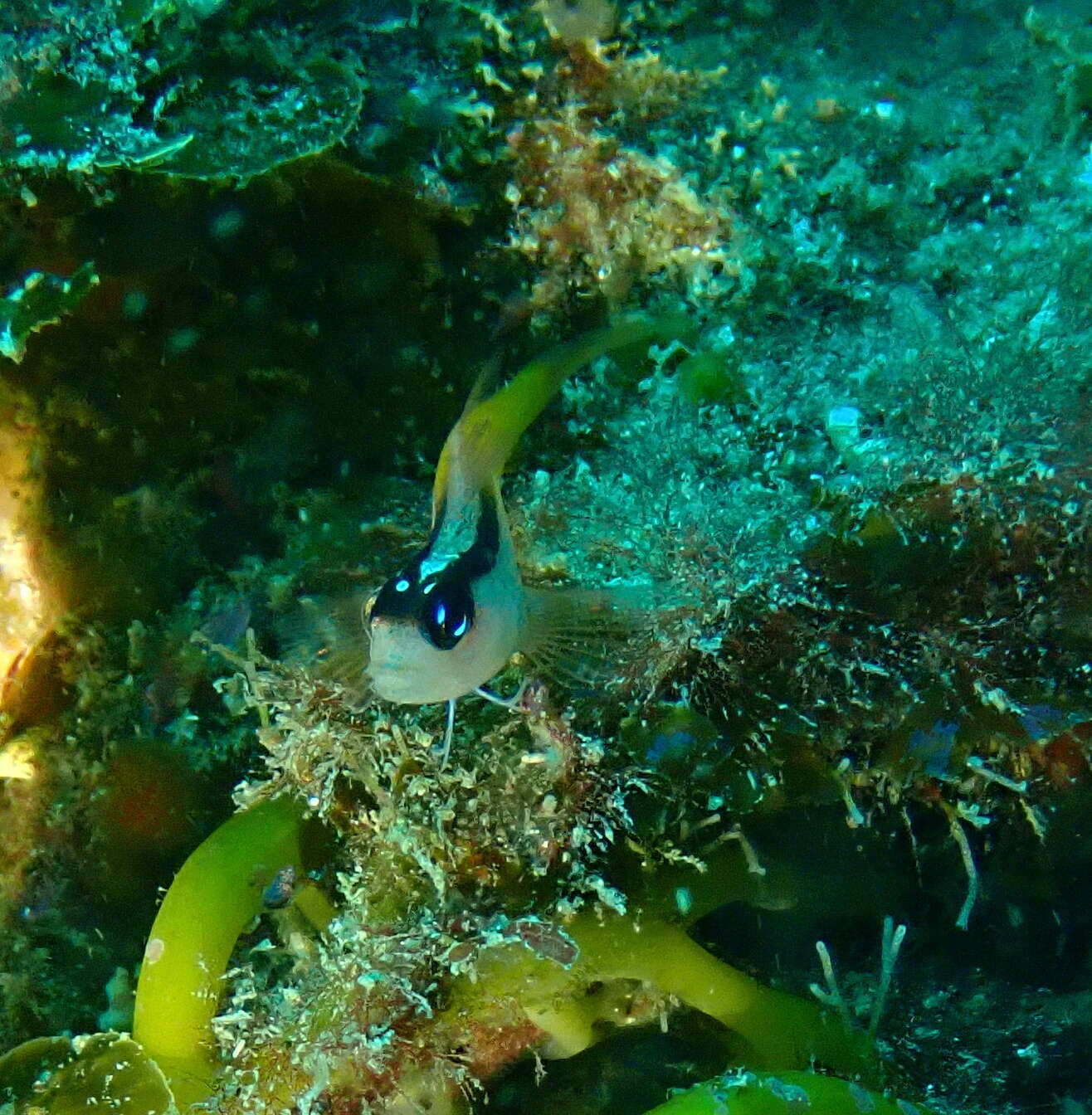 Image of Yellow-and-black Triplefin