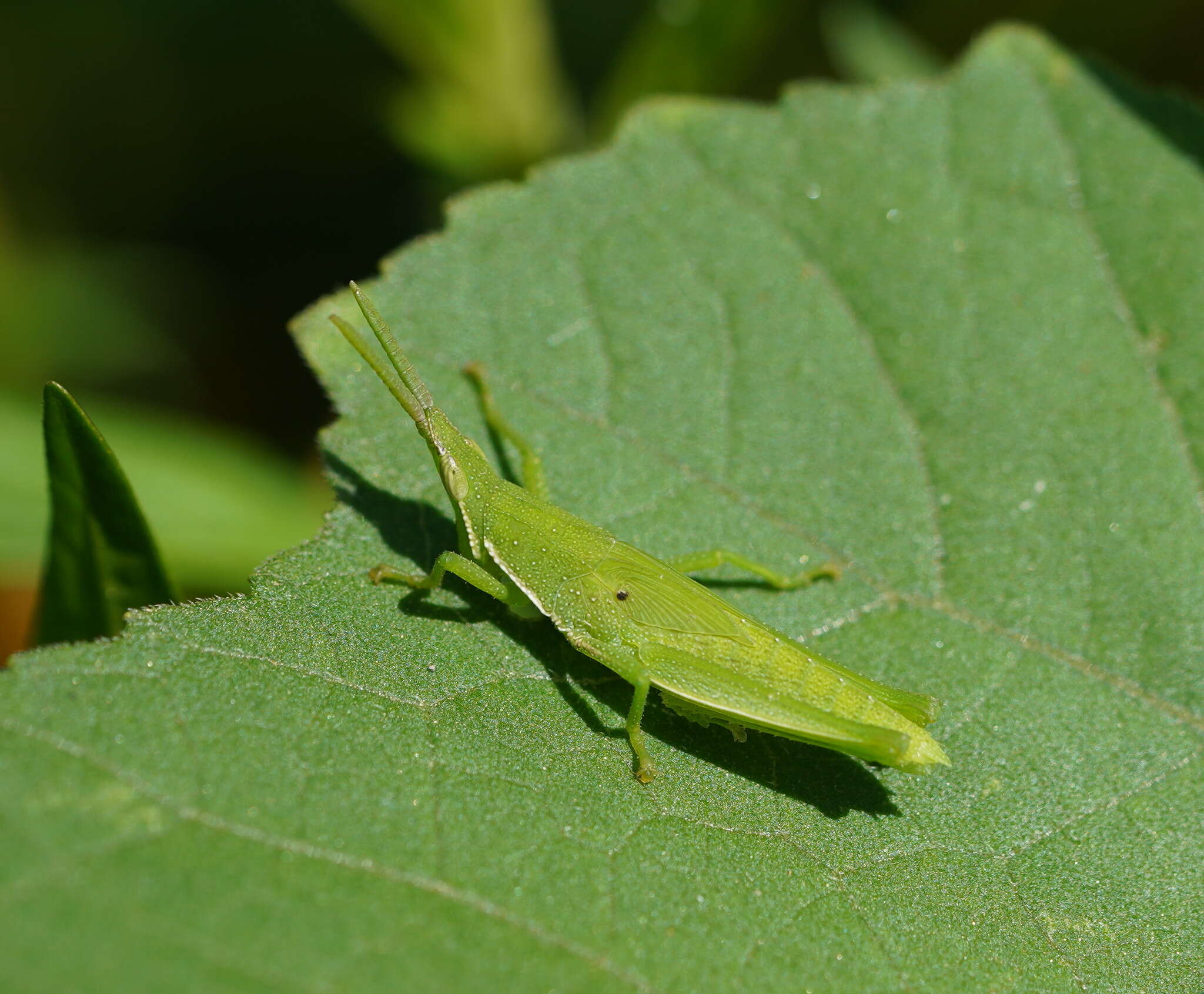 Imagem de Atractomorpha australis Rehn & J. A. G. 1907