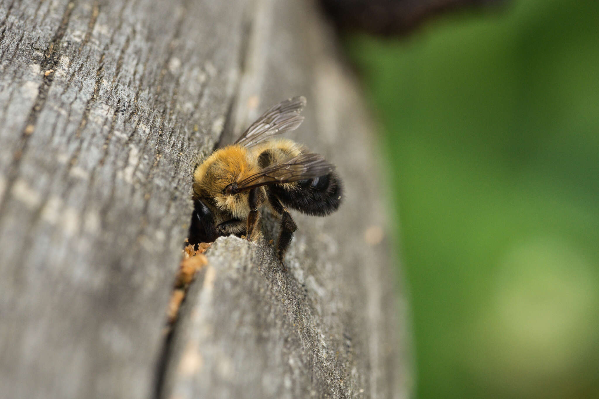 Image of Megachile nigriventris Schenck 1870