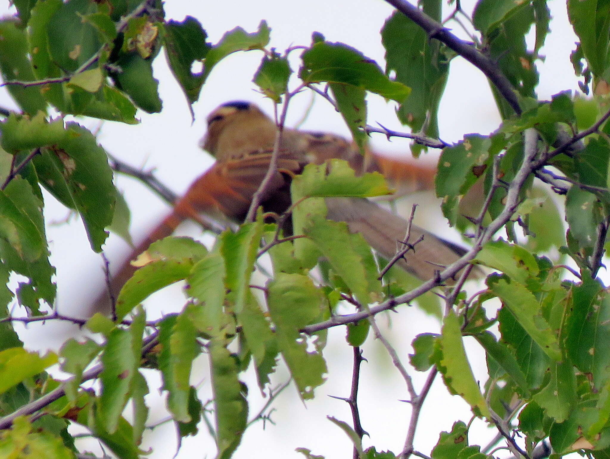 Слика од Tchagra senegalus kalahari (Roberts 1932)