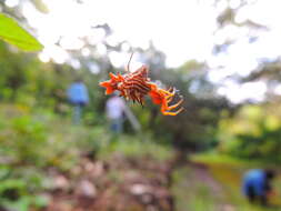 Sivun Micrathena gracilis (Walckenaer 1805) kuva