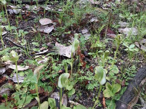 Слика од Pterostylis curta R. Br.