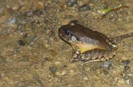 Image of Grey Barred Frog