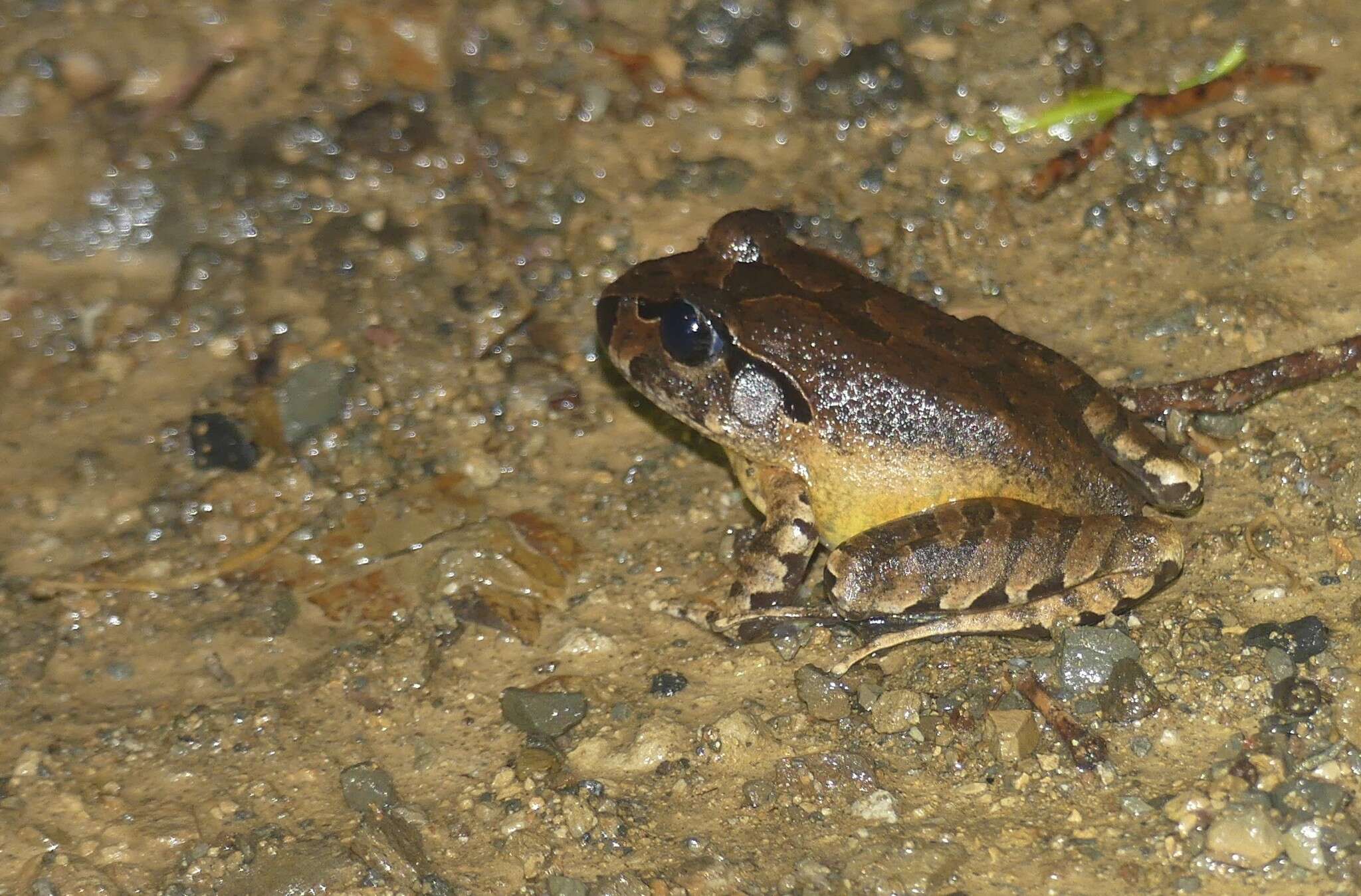 Image of Grey Barred Frog