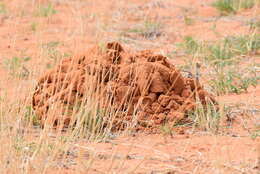 Image of Damaraland mole rat