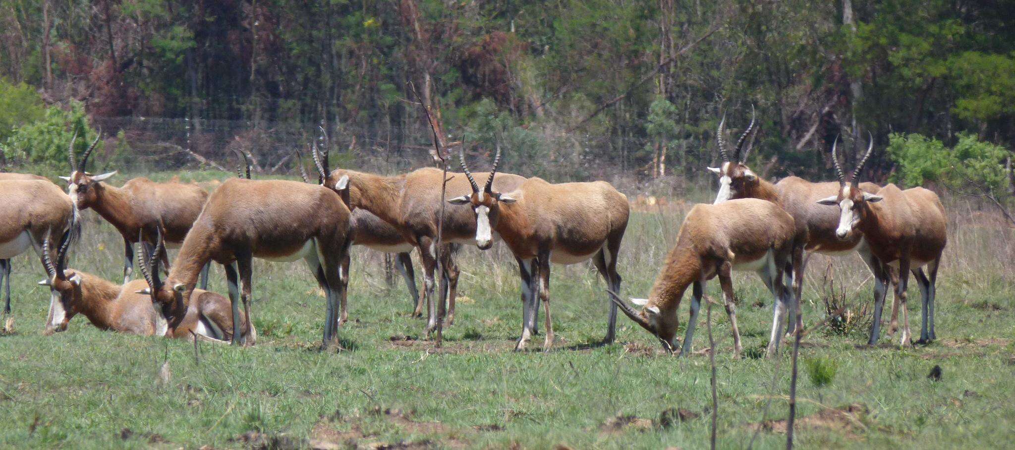 Image of Blesbok