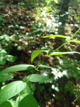 Image of Vincetoxicum scandens Sommier & Levier