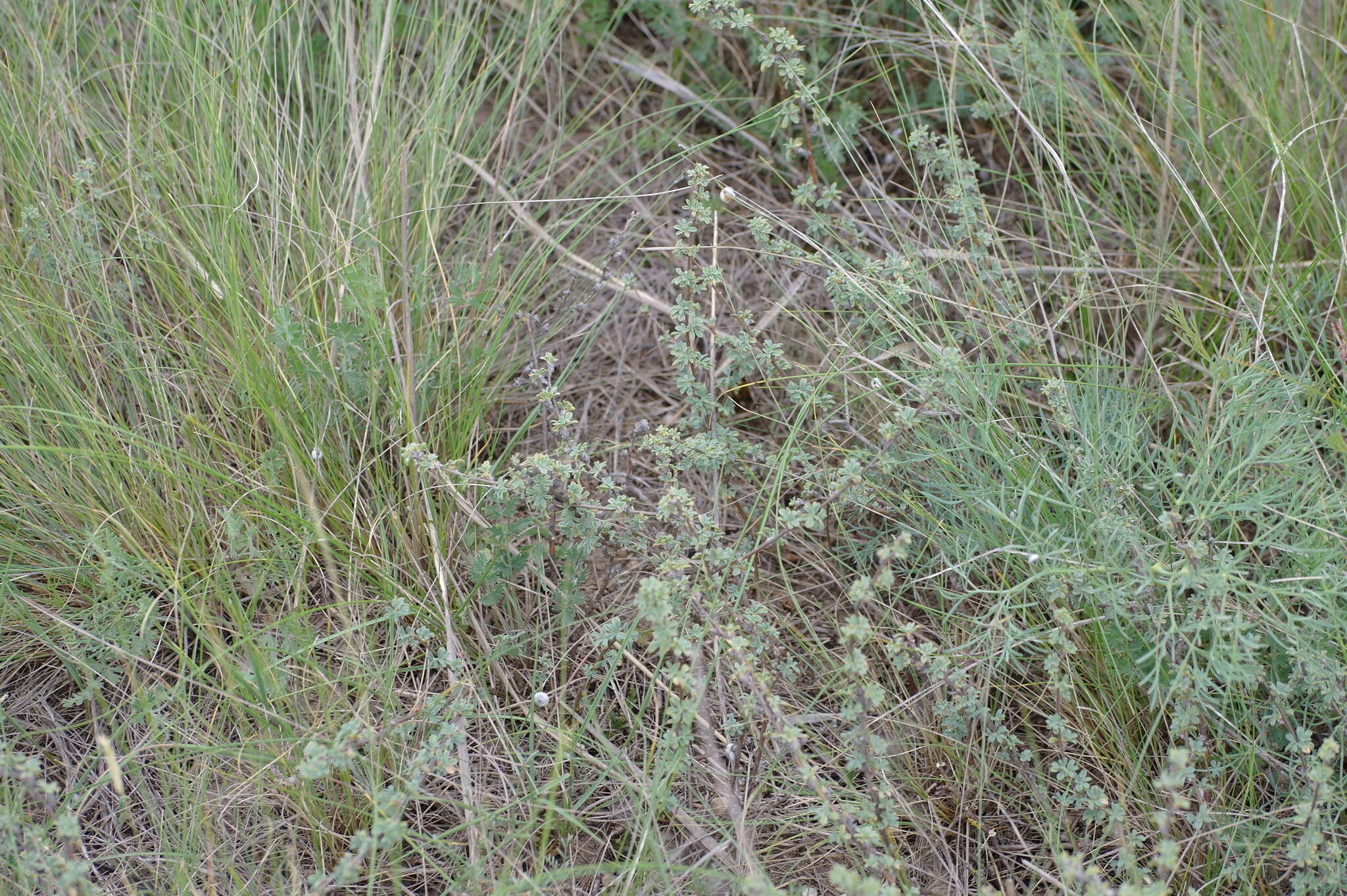 Image of Caragana scythica (Kom.) Pojark.