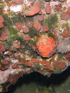 Image of golf ball sponge