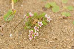 Image of black saltwort