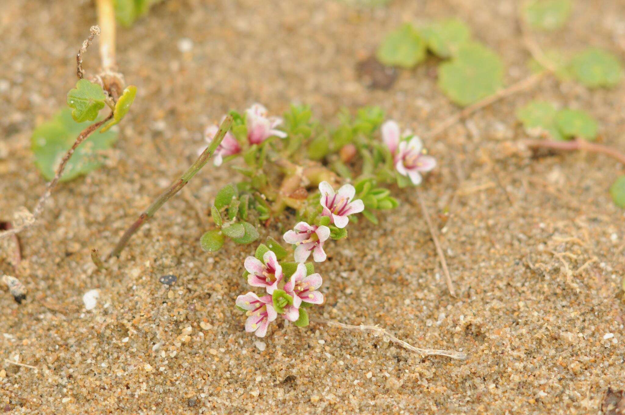 Image of black saltwort