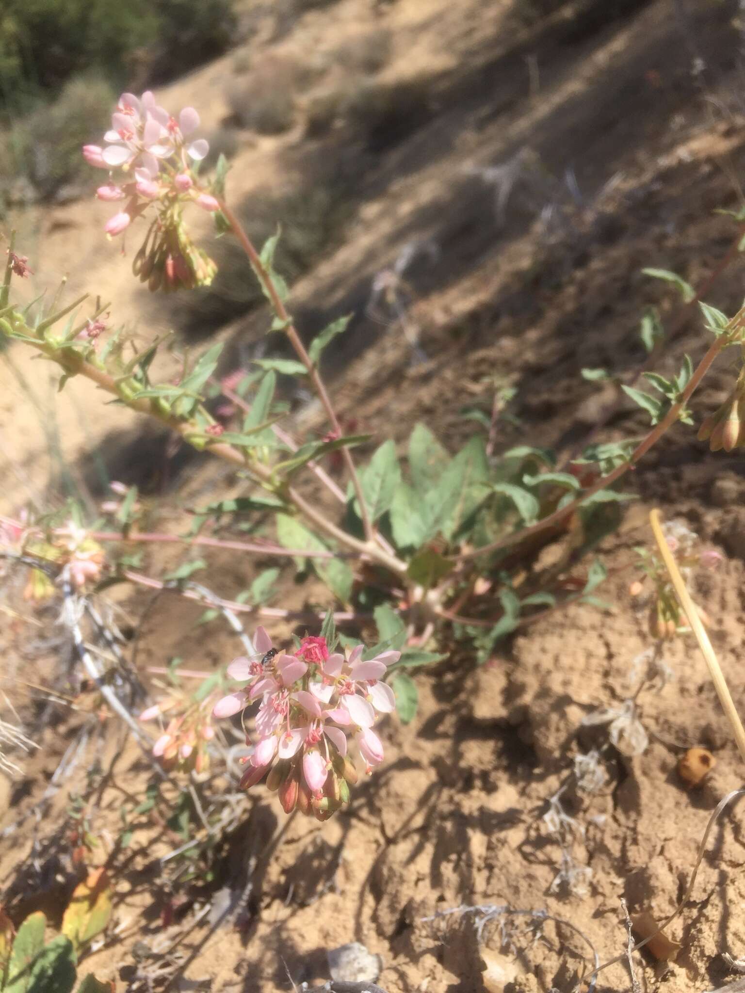 Eremothera boothii (Douglas) W. L. Wagner & Hoch的圖片