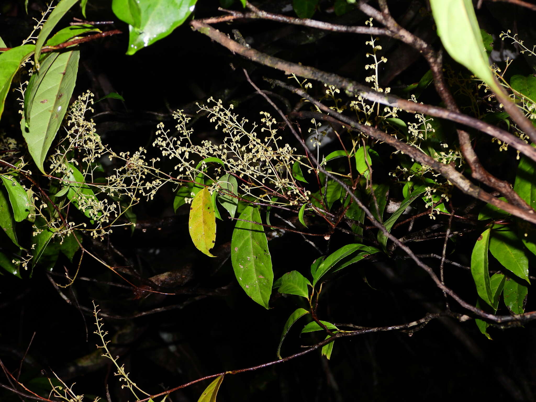 Sivun Rinorea paniculata (C. Martius) Kuntze kuva