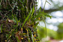 Image of Maxillaria subrepens (Rolfe) Schuit. & M. W. Chase